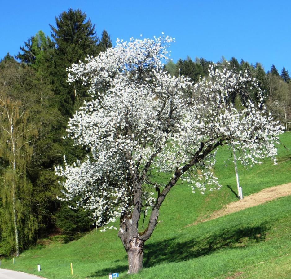 Ferienwohnungen Bauernhof Schilcher Sankt Stefan im Lavanttal Exterior foto